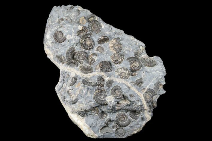 Ammonite (Promicroceras) Cluster - Marston Magna, England #176368